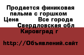 Продается финиковая пальма с горшком › Цена ­ 600 - Все города  »    . Свердловская обл.,Кировград г.